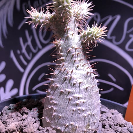 packypodium   gracilius（S size）