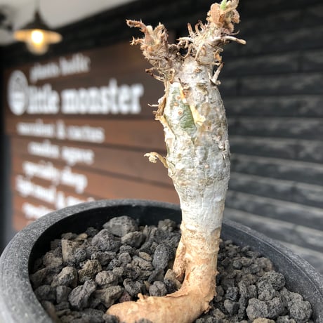 sesamothamnus rivae《大きめS size》※現地球株発根済※小振り現地球株は逆に珍しく白く美しくも味深き表皮のメクれが堪らない一株※black pot植え