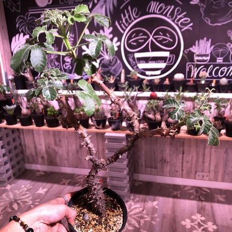 jatropha  fissispina 《L size》希少種希少size‼︎ ※大変仕上がった木質化&枝振りbalance株‼︎ ※限定1株
