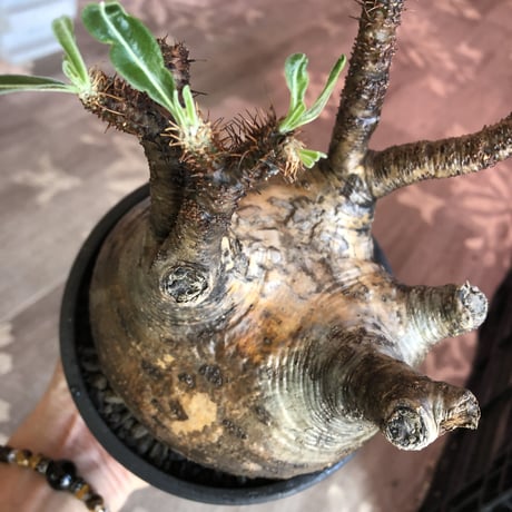packypodium  gracilius《大きめL size》ぼってり樹形+現地焼け※現地球発根済株※店主国内管理2年株※荒め肌質のbigぼってり株※mad black bowl pot植え