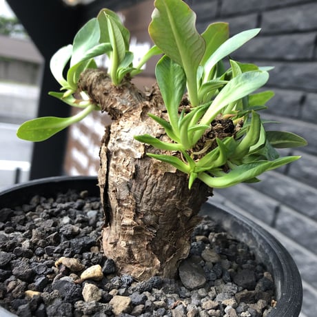 euphorbia  itremensis 《M size》※現地球発根済株※店主国内管理3年株※個体ごと樹形が違う成長過程も楽しめ木質の表皮も魅力な堪らない人気者※mad black pot植え