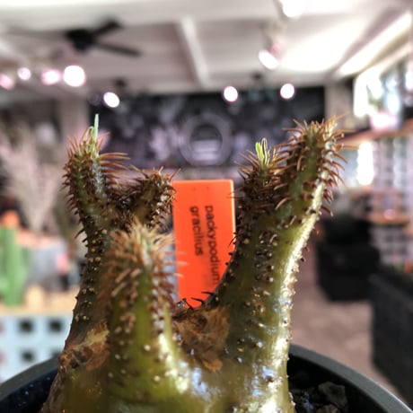 pachypodium gracilius《S size》激希少‼︎極green肌 &赤棘※現地球発根済株※店主国内管理2年株※極weight低き短枝ぼってり樹形※mad black pot植え