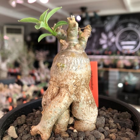 packypodium bispinosum 《S size》※現地球発根済株※味深き肌質を持がwildなかわいい一株‼︎※mad black bowl pot植え