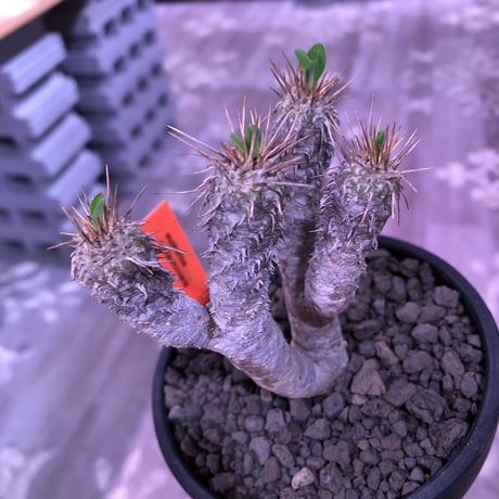 euphorbia  guillauminiana《S size》※現地球発根済株※小振りでも現地球株らしい表皮質のwildさ＆美しさの二面性持つ一株※mad black bowl pot植え