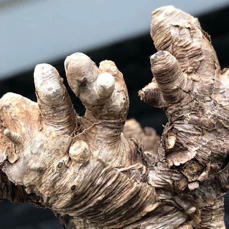 euphorbia itremensis《L size》※現地球株発根済①※極太塊根＆極太枝を持つマッチョなイトレ※black pot植え