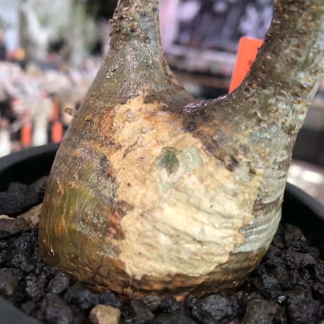 pachypodium  gracilius《大きめS size》希少ニ頭枝＆現地焼け※現地球発根済株※店主国内管理2年株※現地焼けのcharm pointが愛くるしい※mad black pot植え