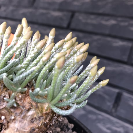 avonia  alstonii《XL size》※現地球発根後店主国内管理13年株※年代物且つ驚愕big株‼︎二度と手に入らないサイズ感‼︎ver.pink花※ mad black pot植え