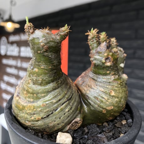 pachypodium gracilius《大きめS size》希少green肌&まん丸W-he'd株※現地球発根後店主国内管理3年株※愛くるしい球体&B面現地焼け※mad black pot植え