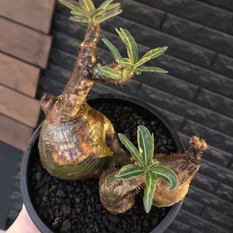 pachypodium gracilius 《L size》希少‼︎green肌&極現地焼け3-he'd株※現地球発根後店主国内管理3年株※全てが堪らない低重心3分頭※black bowl pot植え