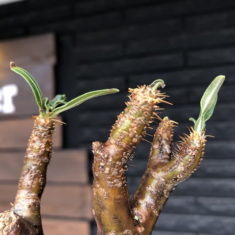 pachypodium  gracilius《M size》ぼってり株※現地球発根済株※店主国内管理3年株※ぼってり樹形且つ特化した柄を持つ良きサイズ感※mad black pot植え