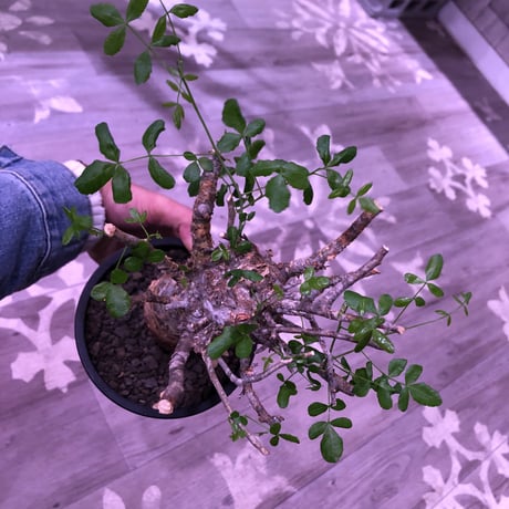commiphora   humbertii《 M  size》※発根芽吹き済み株‼︎ wildな株幅を持つ男前な佇まい‼︎※mad black pot植え