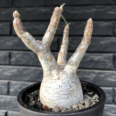 pachypodium gracilius《大きめS size》現地焼け肌※現地球発根済株※店主国内管理2年株※荒肌質＆身体に見合わない太枝が強靭さ威勢良さ感じる一株※mad black pot植え