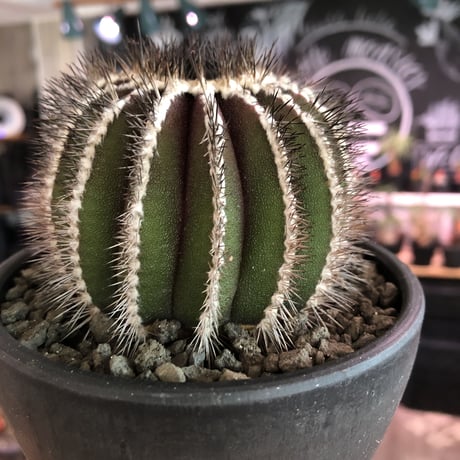 uebelmannia  pectinifera《L size》※店主国内管理18年株※大変bigな360度球体極美株‼︎且つ希少大株‼︎上品な趣高き一株‼︎※mad black bowl pot植え