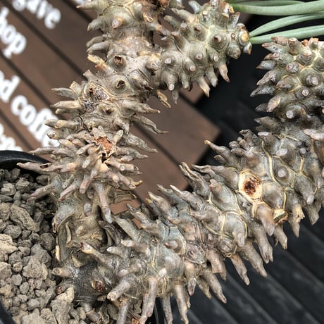 tylecodon  wallichii  和名＝奇峰錦《大きめM size》※現地球発根後店主管理5年株※美しく大きめで低重心良樹形な一株※ mad black pot植え