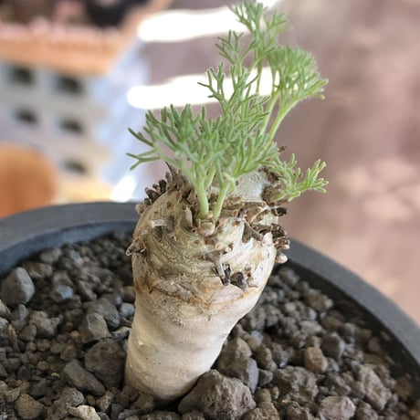 sarcocaulon peniculinum《大きめS size》激希少種※現地球発根後店主国内管理5年株※堪らないほど極白の美しい一株※mad black pot植え