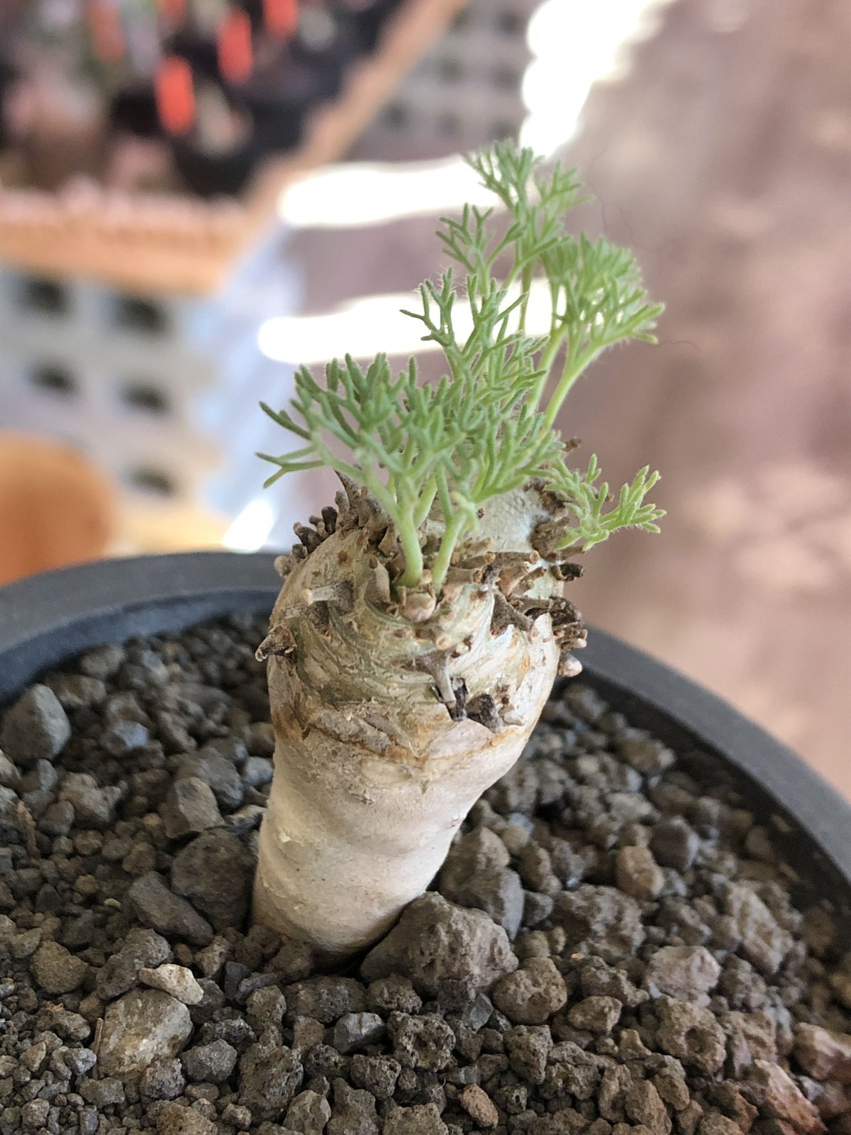 sarcocaulon peniculinum《大きめS size》激希少種※現地球発根後