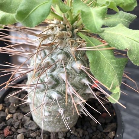 pachypodium namaquanum 光堂《大きめL size》littmon seed🌱※中々見かけないはずのサイズ感のとびきり丸み強きかわいい一株※mad black pot植え