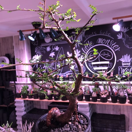 opercullicarya  packypus  littmon  seed🌱 《13年目株》※幹も太く表皮のボコボコも強く出た当店作り込み長き丈の締まったパキプス※mad black pot植え