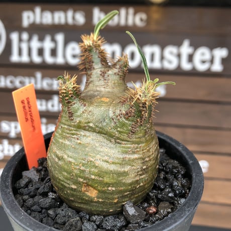 pachypodium gracilius《大きめS size》希少‼︎green肌※現地球発根済株※店主国内管理2年株※weight低き捻くれぼってり樹形が堪らない※mad black pot植え
