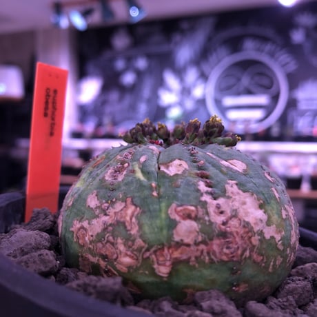 euphorbia  obesa《大きめM  size》※現地球発根済株※ちょうど良きサイズ感&一部木質化した味深きwildオベサ※mad black bowl pot植え