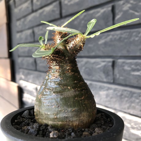 pachypodium gracilius《大きめS size》※希少green肌&360度球体株※現地球発根後店主国内管理2年株※短枝グリーン肌のまん丸球体株※mad black pot植え