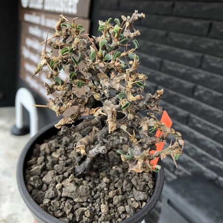 sarcocaulon  vanderietiae《M size》※現地球発根後店主国内管理3年株※希少春秋型種‼︎コンパクトで幹上がり仕立ての一株※mad black pot植え