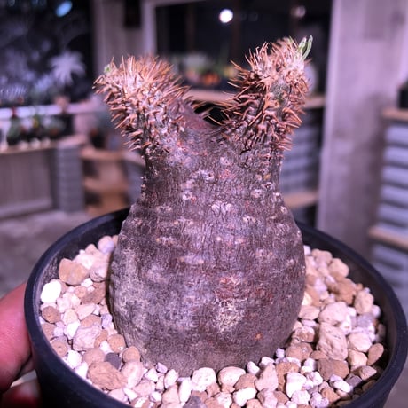 packypodium    gracilius《S S size》現地球 未発根