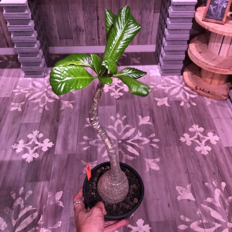 packypodium  decaryi《L size》店主管理9年株 ※mad black pot植え