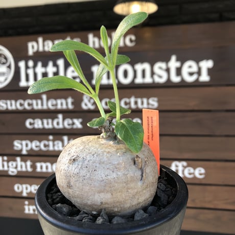 pentagonanthus grandiflorus ssp.glabrescens《L size 》※現地球発根後店主国内管理3年株※激希少種‼︎可愛すぎる装い※mad black pot植え