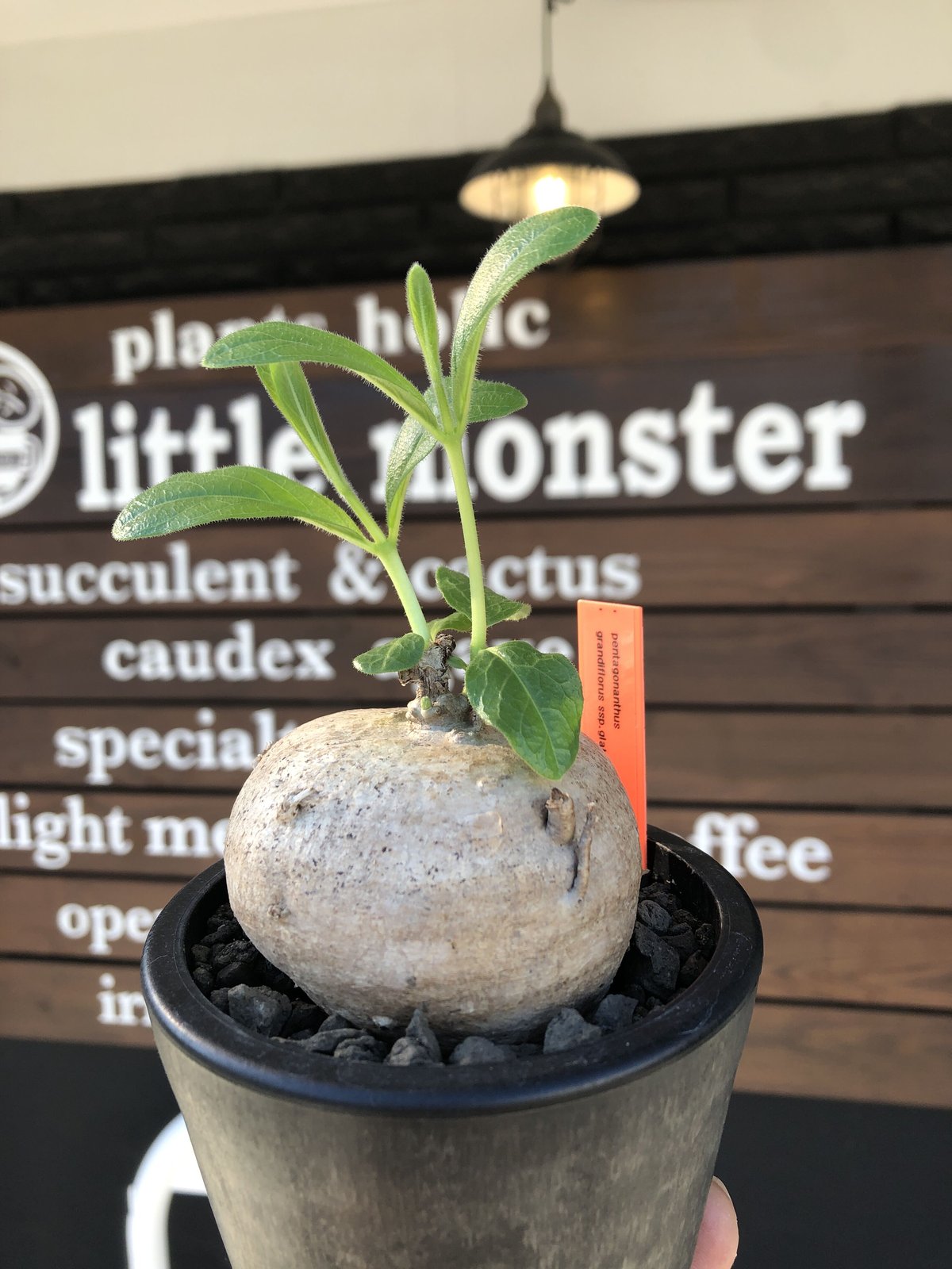 pentagonanthus grandiflorus ssp.glabrescens《L s pentagonanthus grandiflorus ssp.glabrescens《L s