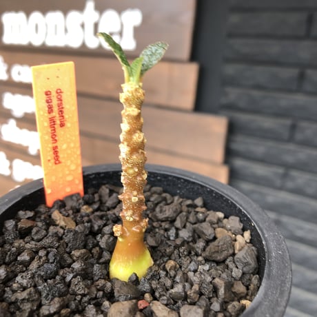希少‼︎ dorstenia   gigas《大きめS size》littmon  seed🌱（実生株）※今季成長&枝振りに期待できる将来有望人気者ギガス※mad black pot植え