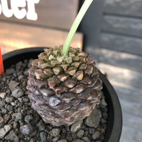 euphorbia bupleurifolia《大きめM size 》※まん丸球体株※現地球発根後店主国内管理5年株※ボコボコ肌にまん丸球体感が堪らない一株※mad black pot植え