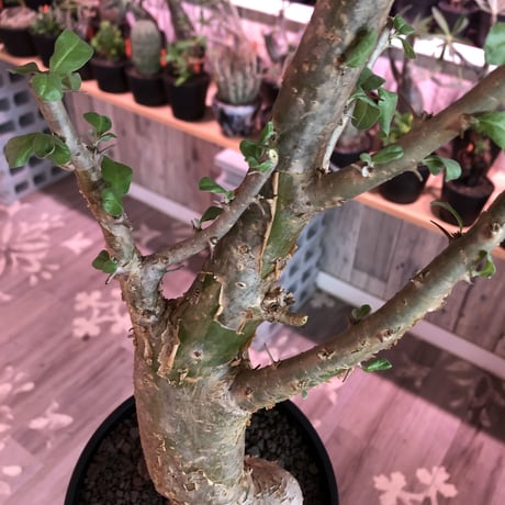 sesamothamnus busseanus《L size》極太激希少株※まばらトゲと白味ある綺麗な葉を展開‼︎限定２株