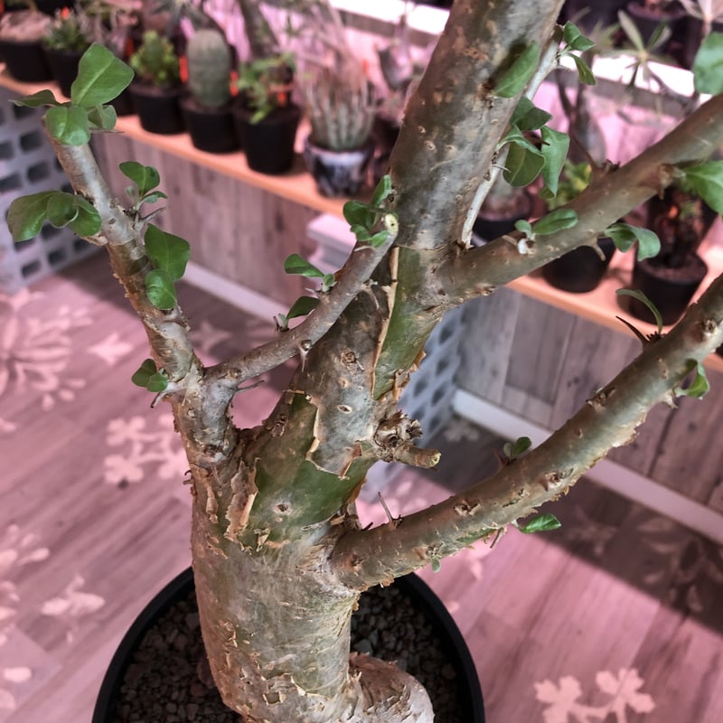 sesamothamnus busseanus《L size》極太激希少株※まばらトゲと白