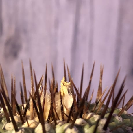 copiapoa   cinerea  var.columna-alba《M size》 現地球発根済み株  ※店主管理9年株 ※激推し株‼︎白さ際立つ孤竜丸※ mad black  pot植え