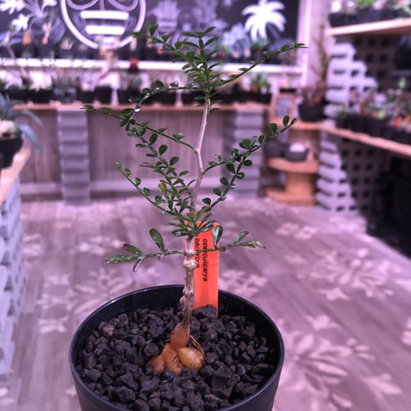 opercullicarya   packypus  littmon  seed🌱 《２年半株》balance良く装い良き一株‼︎　※（限定３株）