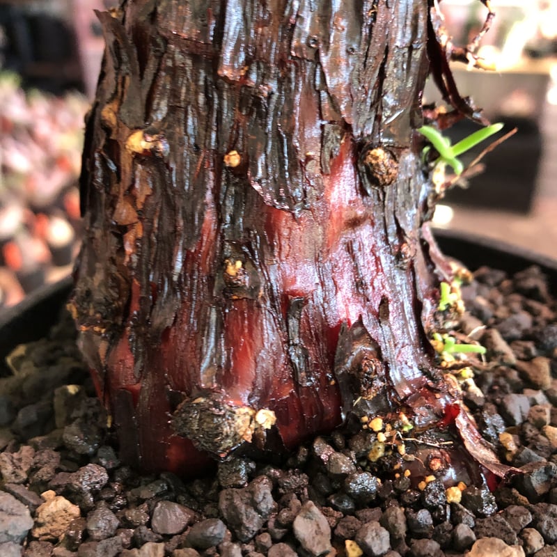 mestoklema tuberosum《M size》※現地球発根済株※幹は太めweigh