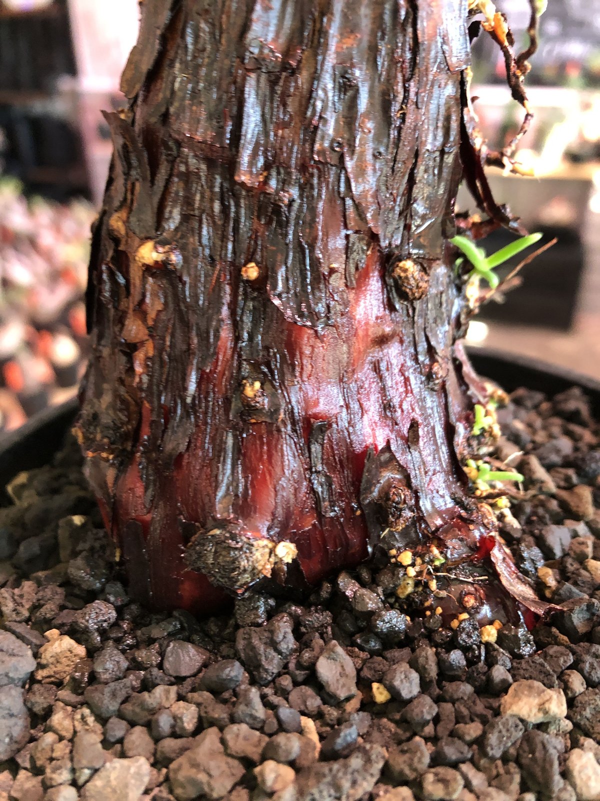 mestoklema tuberosum《M size》※現地球発根済株※幹は太めweigh
