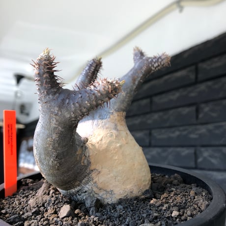pachypodium gracilius《大きめM size》※現地球発根後店主国内管理4年株※絶妙な捻くれbalance&大きなポケットを持つトトロ樹形※mad black bowl pot植え