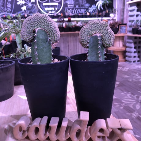 euphorbia    piscidermis《綴化接木》希少株   かなりマニアの中では人気種なレア株※限定2株