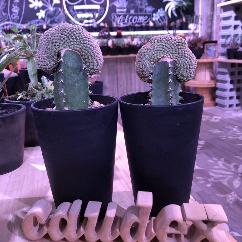 ユーフォルビアピスキデルミス ユーフォルビア ピスキデルミス 綴化 [ 観葉植物 サボテン 多肉