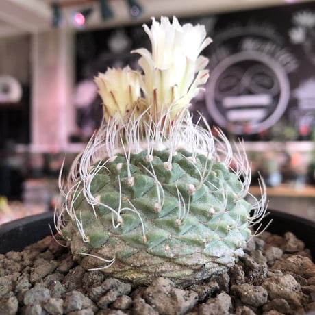 strombocactus 白棘菊水《M size》激希少‼︎現地球発根済株※店主国内管理9年株※激希少株の上、極美白棘菊水‼︎堪らない唯一無二感※mad black bowl pot植え