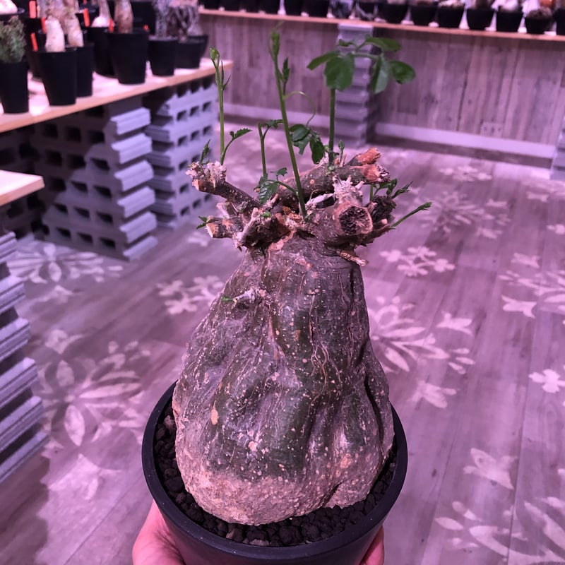 momordica rostrata《L size》※株元は充分に木質化したbalance