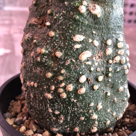 adenia   globosa《M  size》