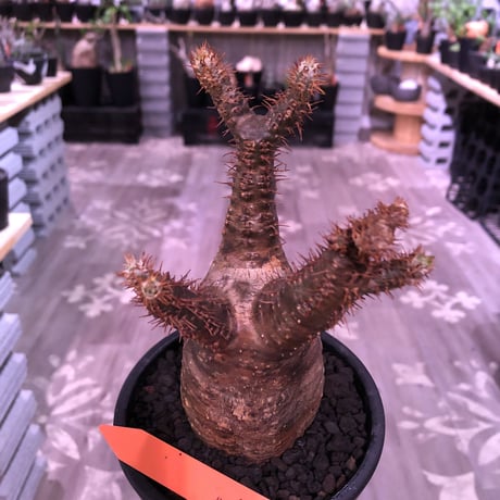 packypodium  gracilius《M  size》※現地球発根済株‼︎※丁度新芽もお目覚めのbalance&サイズ感良き若干茶肌のグラキリス※mad black pot植え