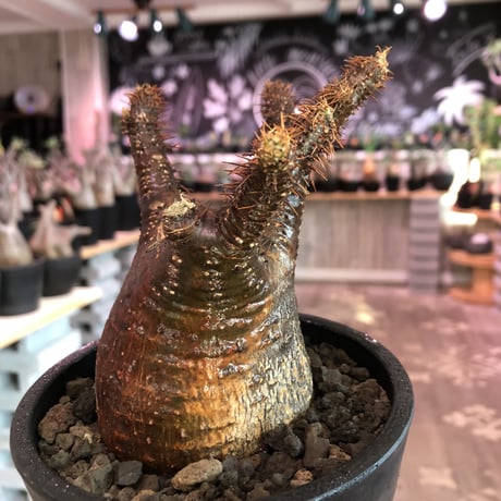packypodium  gracilius《大きめS  size》※現地球発根済み株‼︎※ぼってり樹形&赤肌+現地焼けグラキ‼︎※mad black pot植え