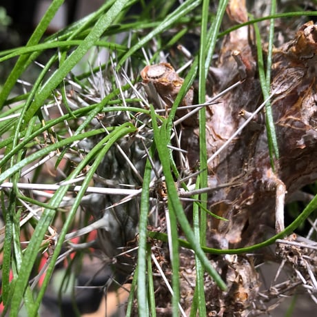 didierea madagascariensis《LL size》※現地球極太大株発根済※古木感強く垂れ下がる涼しげな葉と棘のコントラストが堪らない※brown marble bowl pot植え
