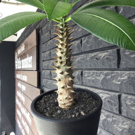 pachypodium  baronii《LL size》※激希少‼︎現地球発根後店主国内管理9年株※激極太幹を持ちどっしり構えの男前‼︎太いstuds棘が堪らない※mad black pot植え