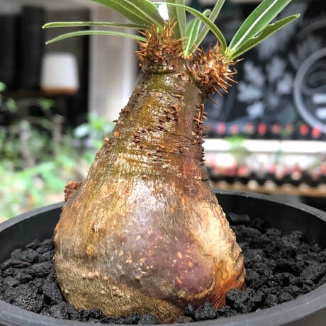 pachypodium gracilius《大きめS size》※現地球株発根済※激希少green＆red2色持ちに現地焼けも相まったサイズ感以上の存在感※black bowl pot植え