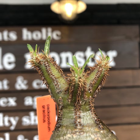 pachypodium  gracilius《大きめS size》まん丸ぼってり樹形※現地球発根済株※店主国内管理2年株※可愛すぎるまん丸樹形＆表皮美肌が堪らない※mad black pot植え
